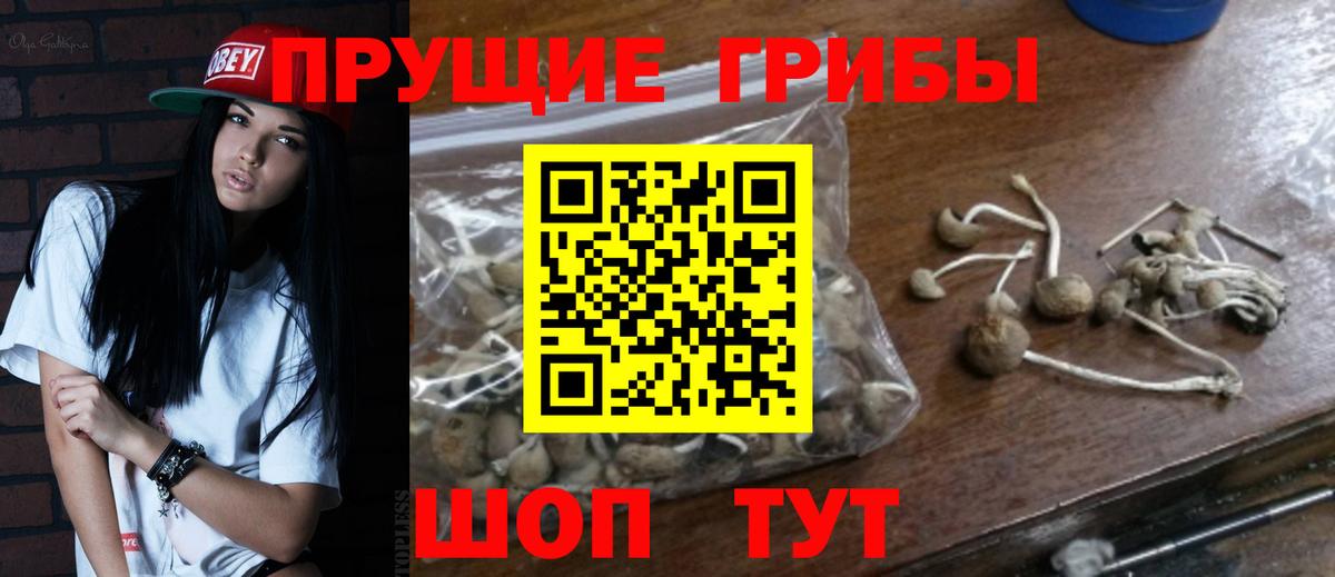 Казань  Галлюциногенные грибы Psilocybine cubensis  Вход с VPN 