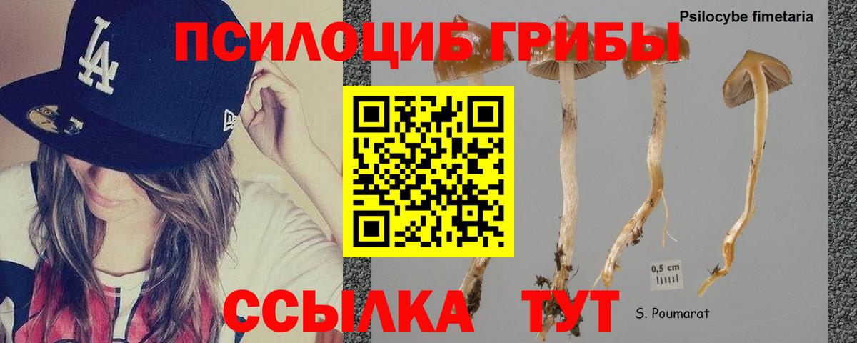 Псилоцибиновые грибы Cubensis Казань